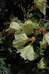 Curlew Rhododendron (Rhododendron 'Curlew') at Lakeshore Garden Centres