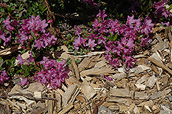Prostrate Rhododendron (Rhododendron prostratum) at Lakeshore Garden Centres