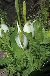 Asian Skunk Cabbage (Lysichiton camtschatcense) at Lakeshore Garden Centres