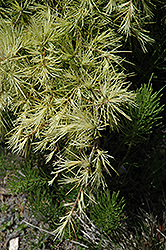 Silver Mist Deodar Cedar (Cedrus deodara 'Silver Mist') at Lakeshore Garden Centres