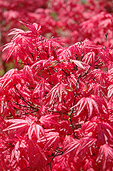 Shindeshojo Japanese Maple (Acer palmatum 'Shindeshojo') at Lakeshore Garden Centres