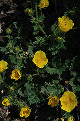Woolly Cinquefoil (Potentilla megalantha) at Lakeshore Garden Centres