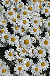 Moroccan Daisy (Rhodanthemum hosmariense) at Lakeshore Garden Centres