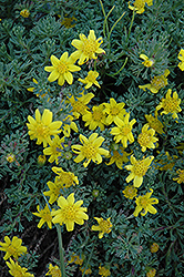 Low Growing Euryops (Euryops decumbens) at Lakeshore Garden Centres