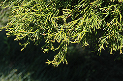 Coralliformis Dwarf Hinoki Falsecypress (Chamaecyparis obtusa 'Coralliformis') at Lakeshore Garden Centres