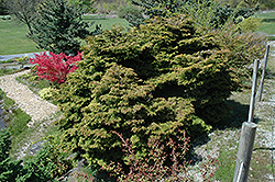 Pygmaea Chimo Hiba Hinoki Falsecypress (Chamaecyparis obtusa 'Pygmaea Chimo Hiba') at Lakeshore Garden Centres
