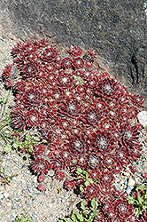 Jubilee Hens And Chicks (Sempervivum 'Jubilee') at Lakeshore Garden Centres