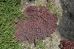 Raspberry Ice Hens And Chicks (Sempervivum 'Raspberry Ice') at Lakeshore Garden Centres