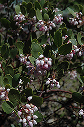 Common Manzanita (Arctostaphylos manzanita) at Lakeshore Garden Centres