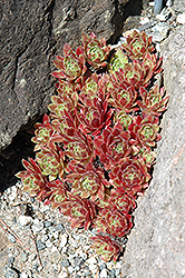 Gloriosum Hens And Chicks (Sempervivum 'Gloriosum') at Lakeshore Garden Centres