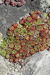 Nigrum Hens And Chicks (Sempervivum tectorum 'Nigrum') at Lakeshore Garden Centres