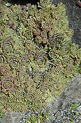 Owen Staples Hens And Chicks (Sempervivum 'Owen Staples') at Lakeshore Garden Centres