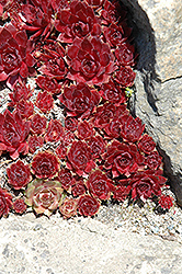 Granat Hens And Chicks (Sempervivum 'Granat') at Lakeshore Garden Centres
