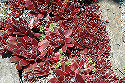 Donnarose Hens And Chicks (Sempervivum 'Donnarose') at Lakeshore Garden Centres