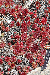 Triste Hens And Chicks (Sempervivum tectorum 'Triste') at Lakeshore Garden Centres