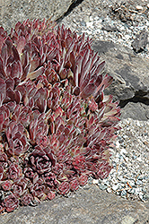 Bella Donna Hens And Chicks (Sempervivum 'Bella Donna') at Lakeshore Garden Centres