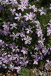 Spreading Phlox (Phlox diffusa) at Lakeshore Garden Centres