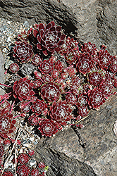 Beta Hens And Chicks (Sempervivum 'Beta') at Lakeshore Garden Centres