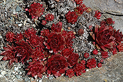 Robin Hens And Chicks (Sempervivum arachnoideum 'Robin') at Lakeshore Garden Centres