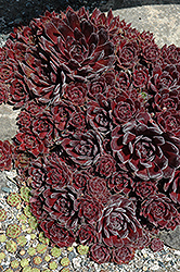 Ohio Burgundy Hens And Chicks (Sempervivum 'Ohio Burgundy') at Lakeshore Garden Centres