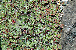 Kindinger Hens And Chicks (Sempervivum kindingeri) at Lakeshore Garden Centres