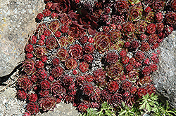 Amotti Hens And Chicks (Sempervivum 'Amotti') at Lakeshore Garden Centres