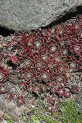 Alpha Hens And Chicks (Sempervivum 'Alpha') at Lakeshore Garden Centres