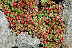 Sierra Nevada Hens And Chicks (Sempervivum nevadense) at Lakeshore Garden Centres