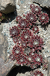 Gamma Hens And Chicks (Sempervivum 'Gamma') at Lakeshore Garden Centres