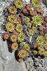 Sunset Hens And Chicks (Sempervivum 'Sunset') at Peter Knippel Garden Centre