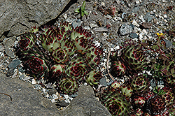 Leucanthum Hens And Chicks (Sempervivum leucanthum) at Lakeshore Garden Centres