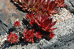 Flamingo Hens And Chicks (Sempervivum 'Flamingo') at Lakeshore Garden Centres