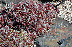 Ritton Hens And Chicks (Sempervivum 'Ritton') at Lakeshore Garden Centres
