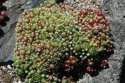 Hookeri Hens And Chicks (Sempervivum 'Hookeri') at Lakeshore Garden Centres