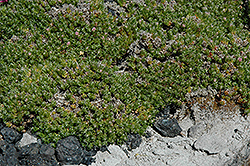 Woodruff (Asperula gussonii) at Lakeshore Garden Centres