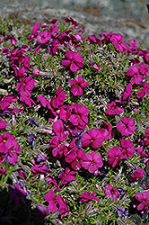 Tamaongale Moss Phlox (Phlox subulata 'Tamaongale') at Lakeshore Garden Centres
