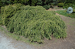 Nana Bergman Weeping Hemlock (Tsuga canadensis 'Nana Bergman') at Lakeshore Garden Centres