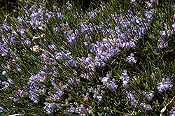 Blue Broom (Erinacea anthyllis) at Lakeshore Garden Centres