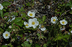 Wild Strawberry (Potentilla virginiana 'Glauca') at Lakeshore Garden Centres