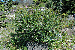 Arctic Birch (Betula nana) at Golden Acre Home & Garden