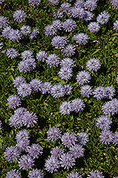Miniature Globe Daisy (Globularia repens) at Lakeshore Garden Centres