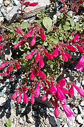 Cliff Beard Tongue (Penstemon rupicola) at Lakeshore Garden Centres