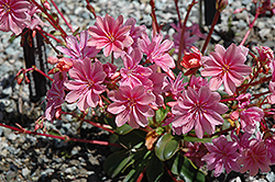 Bitterroot (Lewisia cotyledon) at Lakeshore Garden Centres