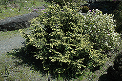 Betty Rose Dwarf Hemlock (Tsuga canadensis 'Betty Rose') at Lakeshore Garden Centres