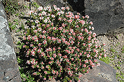 Sand Myrtle (Kalmia buxifolia) at Lakeshore Garden Centres