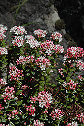 Sand Myrtle (Kalmia buxifolia) at Lakeshore Garden Centres