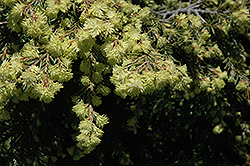 Betty Rose Dwarf Hemlock (Tsuga canadensis 'Betty Rose') at Lakeshore Garden Centres