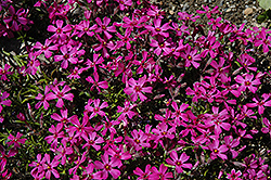 Temiskaming Moss Phlox (Phlox subulata 'Temiskaming') at Lakeshore Garden Centres