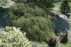 Filifera Threadleaf Arborvitae (Thuja plicata 'Filifera') at Lakeshore Garden Centres