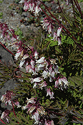 White Wild Bleeding Heart (Dicentra eximia 'Alba') at Lakeshore Garden Centres